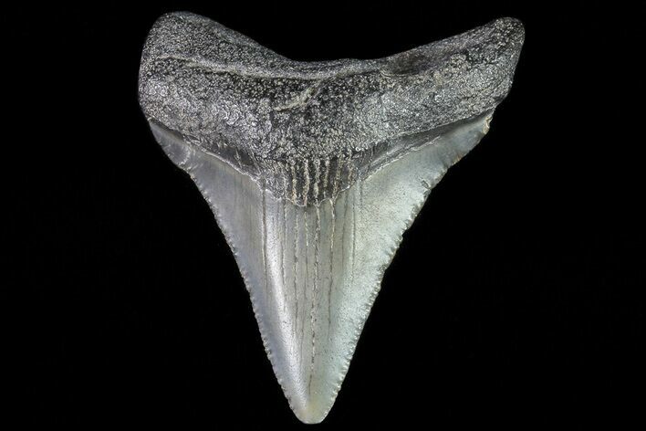 Juvenile Megalodon Tooth - Georgia #75368